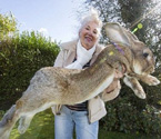 世界最大兔子体长1米3