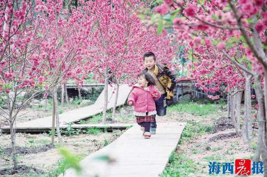 孩童穿梭在桃花林下嬉戏。通讯员曾阿伦摄