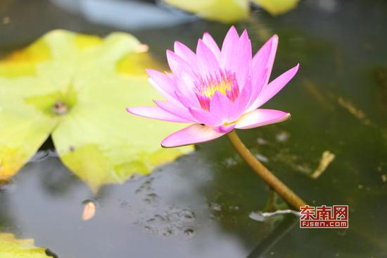 碗莲是微型莲花的统称,在中国碗莲有很长的栽培历史 (东南网记者林峰峰 摄)