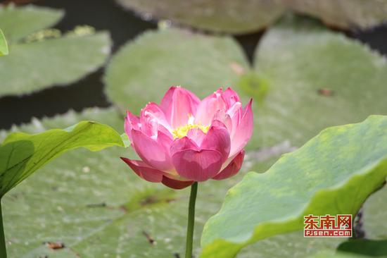 茶亭公园,映日荷花别样红(东南网记者林峰峰 摄)