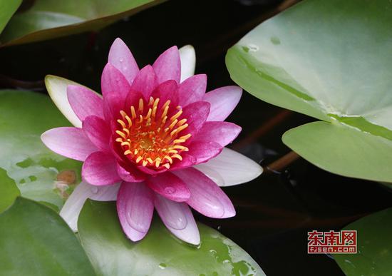 茶亭公园荷花盛开,颜色姿态各异(东南网记者林峰峰 摄)