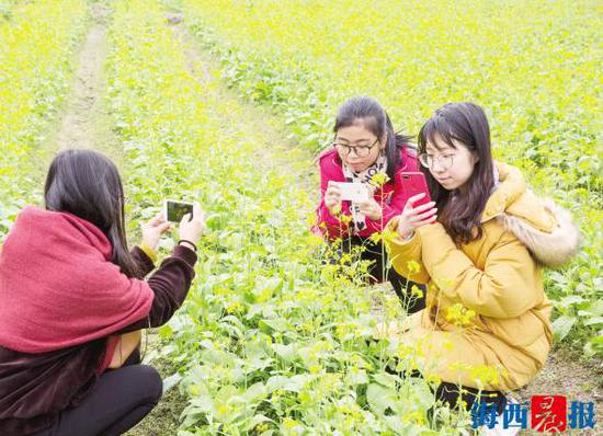 丽田园的油菜花田是“摄影圣地”。通讯员颜祥乙摄