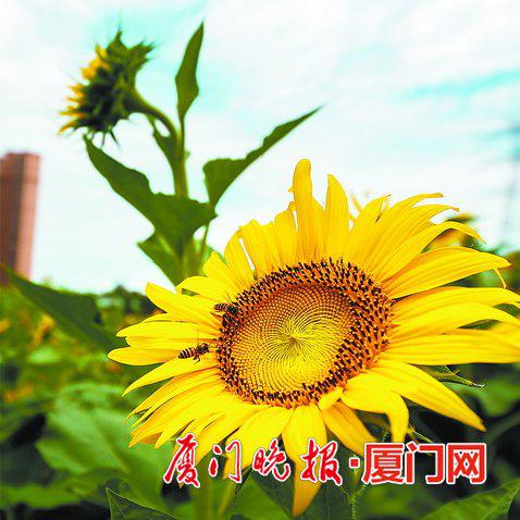 本报拍客林旭东 摄