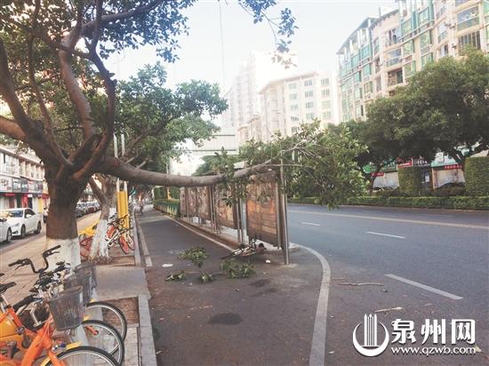 大树折断砸在公交站台广告牌上