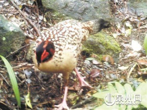 - 黄腹角雉