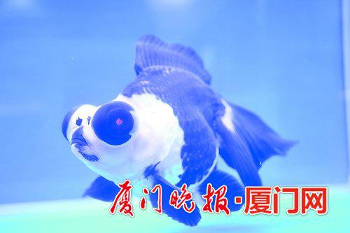 熊猫金鱼 王东城 摄