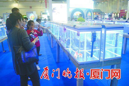 ▲市民观赏福州金鱼。 王东城 摄