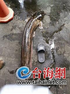 ▲有拖鞋当参照,你就知道这鱼有多大