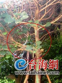 ▲物业说,男童是从18楼坠落到树杈上