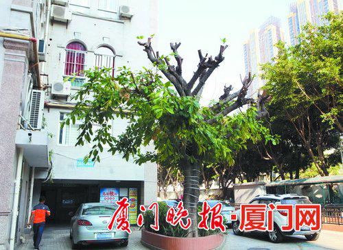-禾祥商城小区里的大树树冠被砍得光秃秃。陈立新摄