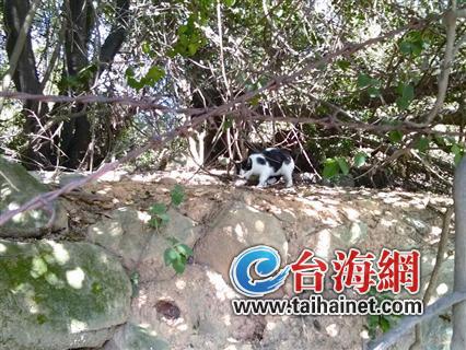 十八年来,68岁的阿婆苏巧玲,每日清晨四点多就起来煮饭。