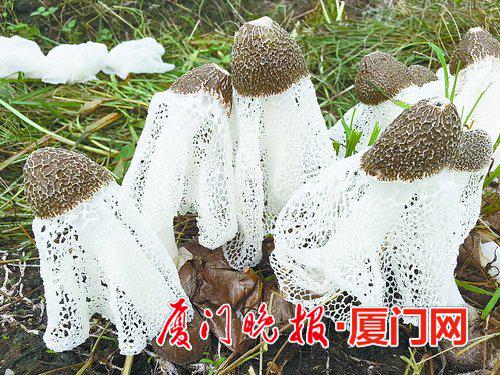 ■竹荪成熟了就会撑开白色的“裙子”。