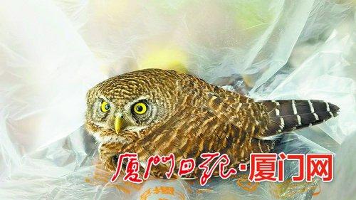 被救的斑头鸺鹠。