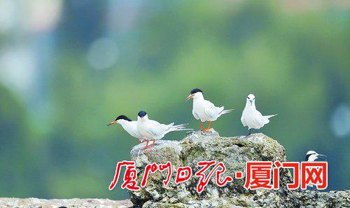 左边三只是粉红燕鸥,右边两只是黑枕燕鸥。(彭志伟 摄)