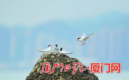 环岛路附近海域最近出现罕见的粉红燕鸥。(彭志伟 摄)