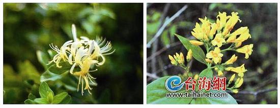 ▲金银花(左)和断肠草(右)极其相似