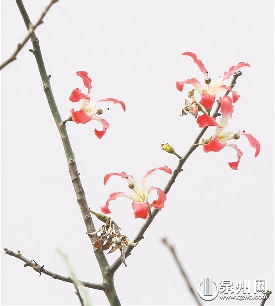 樱花木棉