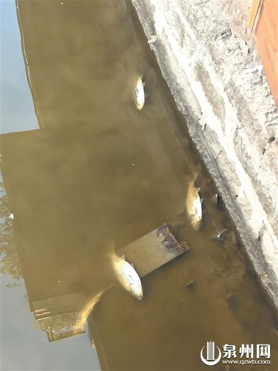 漂浮在水面上的鱼