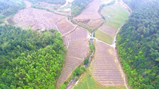 吊瓜种植基地